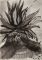 Maguey